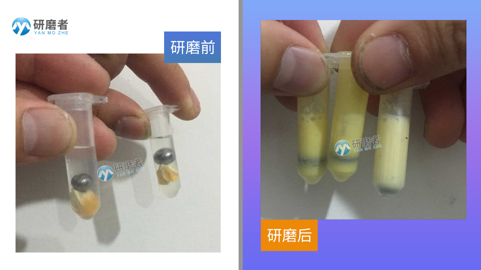 冷凍組織研磨儀研磨圖